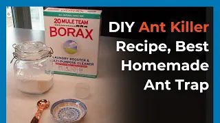 Best Homemade Ant Bait Borax For Ants