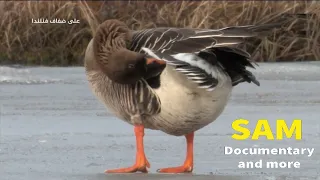 وثائقي على ضفاف فنلندا 