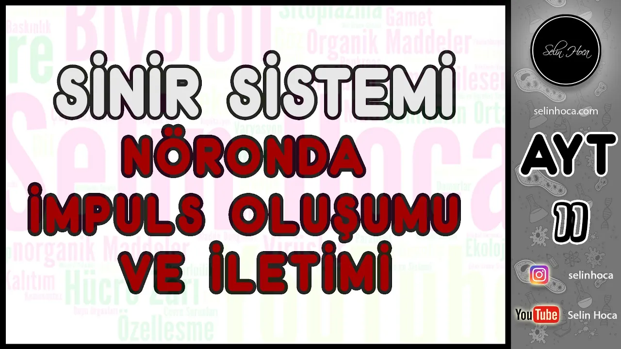 2) Sinir Sistemi - Nöronda İmpuls Oluşumu ve İletimi
