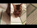Download Lagu LAGU INSYA ' ALLAH SPEED UP✨ VIRAL FYP TIKTOK 📸
