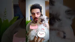 الاكلات الصحية والمفضلة للقطط دندنها