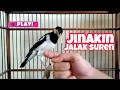 Download Lagu Cara Jinakin Jalak Suren