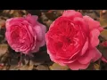Caroline Polachek - Spring Is Coming With A Strawberry In The Mouth (Music Video)