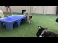 Dog Boarding in Mesa AZ