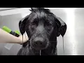 Lagu Black Dog Syndrome | Pet discrimination