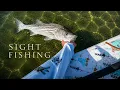 Sight Fishing Long Island Sound with a Fly Rod 07 28 2025 The Avid Sportsman