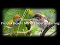 Download Lagu MASTERAN 2 IN 1 Prenjak Kepala Merah VS Gereja Tarung