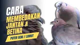 cara membedakan puter geni jantan dan betina 