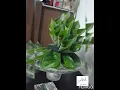 Lagu Gubahan sirih dara