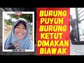 Download Lagu burung puyuh dimakan biawak  kadang cantik kadang imut