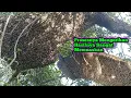 Download Lagu Bolang Disebelah Lintasan Harimau Point 2 Sarang Super Jumbo  #bee#honey#panenmaduhutan#lebah#hutan 