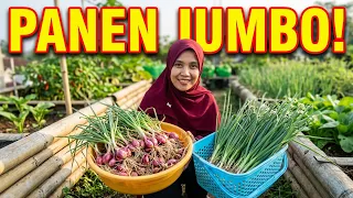 CARA MUDAH & IRIT TANAM BAWANG MERAH DAN DAUN BAWANG HANYA MODAL BAMBU DAN TANAH BEKAS