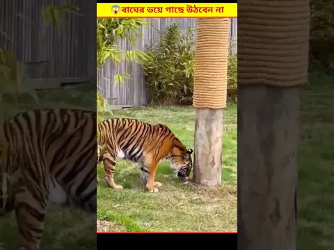 😱 এরজন্য ভুল করেও বাঘের ভয়ে গাছে ওঠার চেষ্টা করবেন না | Tighter At The Zoo Bangla