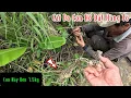 Download Lagu Kinh Khủng Cái Da Con Hổ Mang Đất | Mười Thương Săn Bắt
