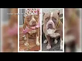 Heart of the High Plains Amarillo Panhandle Humane Society