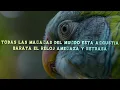 TAN BIONICA - La Melodia de Dios (Letra/Lyrics)