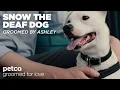 Grooming a Deaf Dog with Ashley Petco Grooming