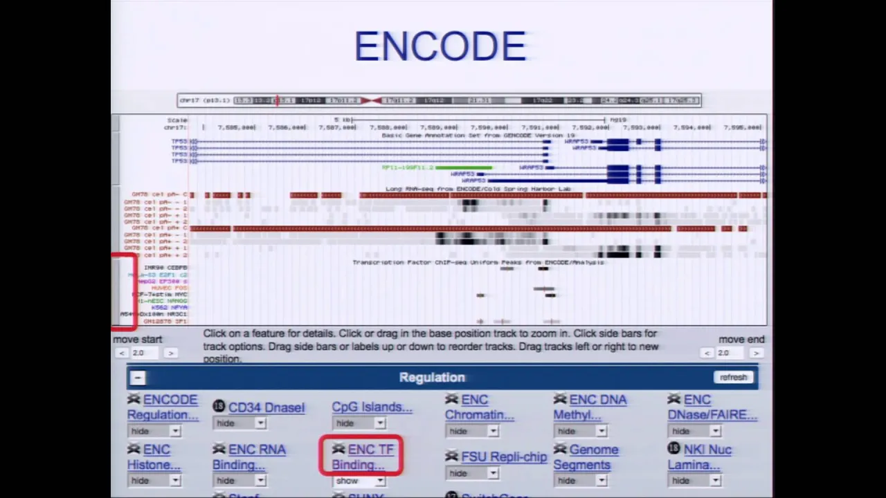 Visualizing ENCODE Data in the UCSC Browser - Pauline Fujita
