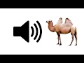 Download Lagu Camel Sounds - Sound Effect | ProSounds