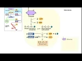 Glycolysis - and oxygen