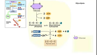 Glycolysis - and oxygen