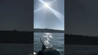 #fyp #vlog #sailing #Doberman #pets