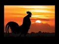 Download Lagu Suara Ayam Berkokok waktu Subuh pagi#ayam