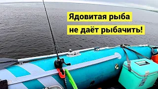 Длиннорылая и палтусовидная камбалы! Ядовитая рыба не дает рыбачить!
