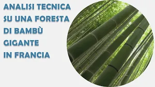 Analisi tecnica su una Foresta di Bambù Gigante in Francia