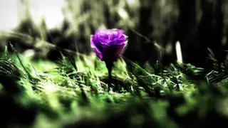 enya sumiregusa wild violet
