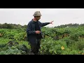 Download Lagu Perennial vegetable profile: Perennial Kale - Flerårig grønkål