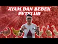 Download Lagu SHARING TENTANG AYAM PETELUR DAN BEBEK PETELUR ALA MILENIAL