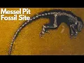 Download Lagu Exploring the Ancient Wonders of Messel Pit Fossil Site