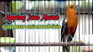 Download ANIS MERAH NGEPLONG ISIAN MEWAH, BUAT PANCINGAN ANIS MERAH MALAS BUNYI MP3