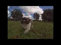 Havanese Puppies for sale in Florida - Miami