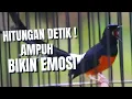 Download Lagu MURAI BATU GACOR FULL ISIAN TEMBAKAN KASAR HITUNGAN DETIK SANGAT AMPUH BIKIN MURAI BATU EMOSI