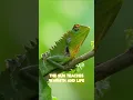 Download Lagu The Wisest Lizard on the Planet 🦎✨ | Listen Carefully…