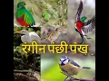 Great egretr Eastern curlew Birds(esplendent quetzal)Montezuma oropendola