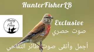 أجمل صوت تفيفيحي للصيد طائر التفاحي النينو Best Song Of Commun Linnet Canto Fanello Birdcalls 