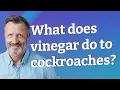 What does vinegar do to cockroaches