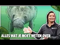 Download Lagu ZEEKOEIEN: SOORTEN, ANATOMIE, BEDREIGINGEN \u0026 MEER - met Constanze Mager | Burgers' Zoo College