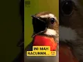 Download Lagu Burung Kecil, Suara Memukau!