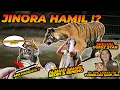 Download Lagu JINORA HAMIL !? ESHAN AKAN MENJADI AYAH ?