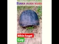 Download Lagu suara kura kura bikin kaget #suara #kurakura #binatang #shortvideo #shorts #hewan #hewanliar Download Lagu suara kura kura bikin kaget #suara #kurakura #binatang #shortvideo #shorts #hewan #hewanliar