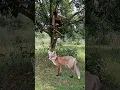 Lagu siyar catching #youtubeshorts #viral #shorts_ #trending #animal #jungle #siyar #jackal #deer