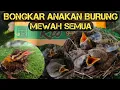 UNBOXING LOLOHAN ANAKAN BURUNG‼️ ISTIMEWAH SEMUA ISINYA⁉️