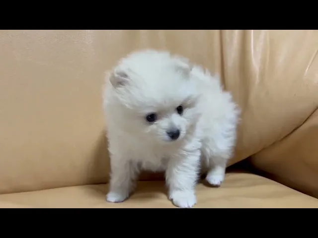 動画