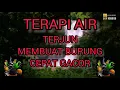 Download Lagu TERAPI AIR TERJUN, TERAPI MALAM MEMBUAT BURUNG CEPAT GACOR.