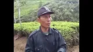 kebun teh kaligua dan gua jepang