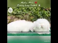 Teddy Widder Lop Rabbit Breed Bunny Pair